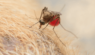 Dog getting best sale bit by mosquitoes